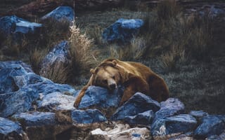 Картинка трава, отдых, медведь, камни