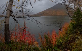 Картинка осень, север, Павел Ващенков, берёзка