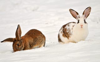 Картинка кролики, снег, зима