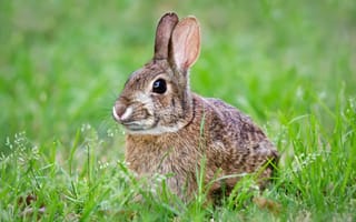 Картинка Кролик, трава, животное, природа