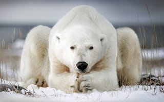 Обои снег, медведь, морда, белый, шерсть, лапы