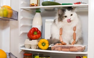 Картинка холодильник, колбаски, кошка
