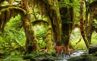 Картинка лес, природа, олени
