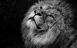 Картинка Африканский, Хищник, животное, Черный, лев, Дикое, Портрет