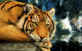 Картинка бенгальский, тигр, рисунок, размытый