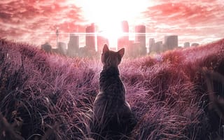 Картинка кошка, городские, на, траве, разглядывает, горизонте, сидит, задания
