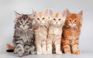 Картинка четыре, рыжих, мейн-кун, красивых, котенка, породы