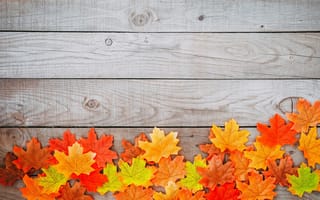 Картинка осень, дерево, colorful, autumn, maple, осенние, leaves, листья, wood