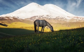 Картинка природа, Михаил Туркеев, горы, лошадь