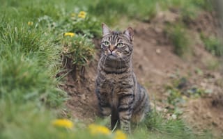 Картинка кошки, трава, взгляд