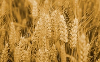 Картинка пшеница, много, урожай, колосья