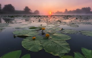 Картинка утро, восход солнца, река, Андрей Олонцев, фотограф, кувшинки