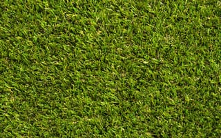 Картинка газон, зелень, трава