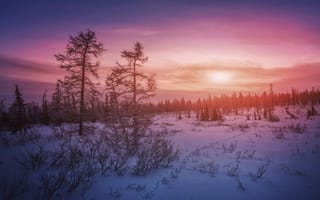 Обои зимний пейзаж, Николай Шевченко