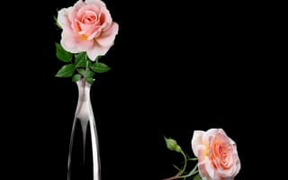 Картинка розы, ваза