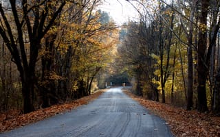 Картинка дорога, лес, осень