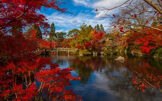 Картинка парк, осень, краски, японский