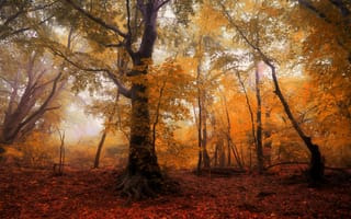 Картинка лес, краски, осень