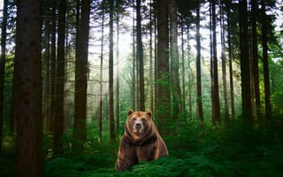 Картинка лес, медведь, фотошоп