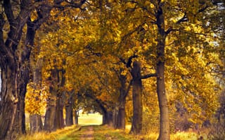 Картинка деревья, аллея, осень