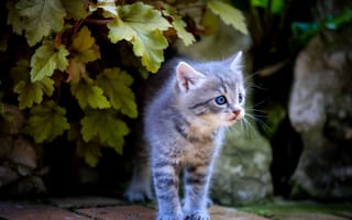 Картинка котенок, листья