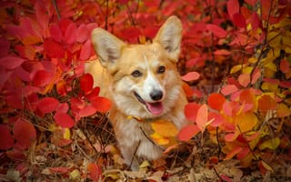 Картинка собака, корги, листья