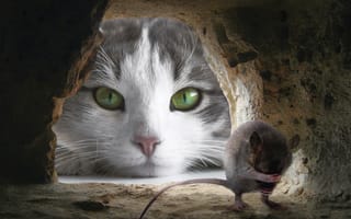 Картинка кошка, мышь, фотошоп, нора