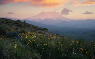 Картинка Цветы, гора, Эльбрус, Михаил Туркеев