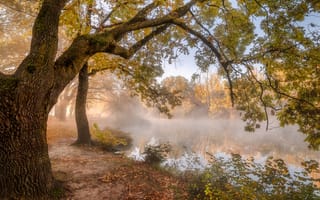 Картинка осень, деревья, берег, Александр Плеханов, природа, пейзаж, туман, водоём, утро
