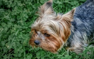 Картинка собака, терьер, йоркширский, листья
