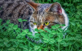 Картинка кот, листья
