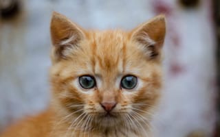 Картинка Кот, рыжий, cat