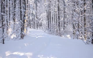 Картинка лес, дорожка, зима