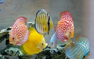 Картинка рыбки, дискус, аквариум