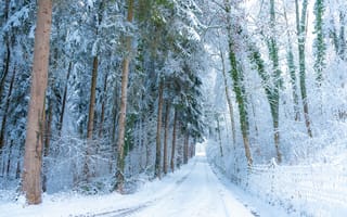 Картинка лес, дорога, снег