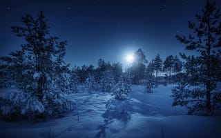 Картинка Шевченко Николай, небо, деревья, снег, Сибирь