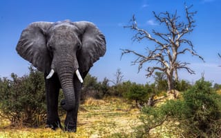 Картинка африка, слон