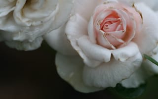Картинка макро, красивые, розы