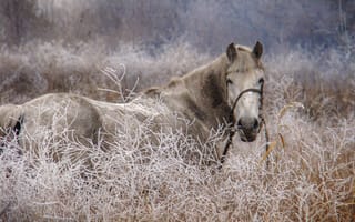 Картинка лошадь, природа, трава, Алёна Данильчук