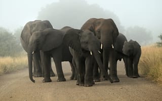 Картинка африка, слоны