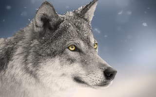 Картинка волк, взгляд, заставка, глаза