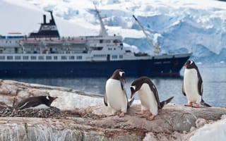 Картинка Antarctica, Антарктида, travel, cruise ship, emperor penguin colony, круизный лайнер