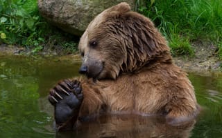 Картинка вода, медведь, купается