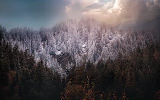 Картинка горы, лес, снег