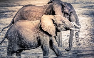 Картинка африка, слоны