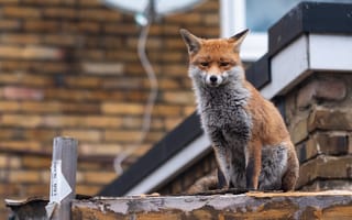 Картинка red fox, London, urban fox, British wildlife