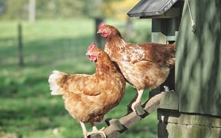 Картинка курятник, Backyard Chickens, wooden ladder, henhouse