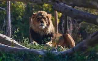 Обои zoo, African Savanna, king of beasts, African Lion