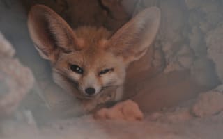 Картинка Fennec Fox, Western Sahara, small crepuscular fox