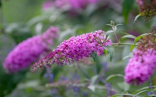 Картинка Buddleja davidii, summer lilac, Beauty Bush, Буддлея Давида, flowering plant